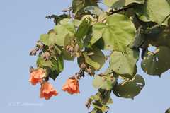Hibiscus tiliaceus